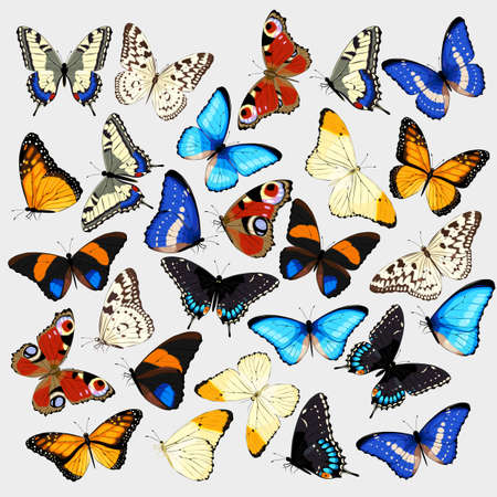 Vector collection of realistic high detailed butterfliesのイラスト素材
