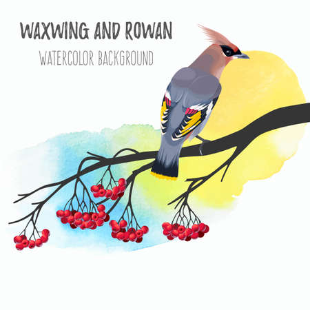 illustration of waxwing on rowan branch on watercolor backgroundのイラスト素材