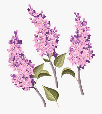 Vector set of detailed vintage lilac branchesのイラスト素材