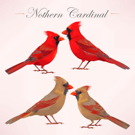 Vector set of high detailed nothern cardinalsのイラスト素材