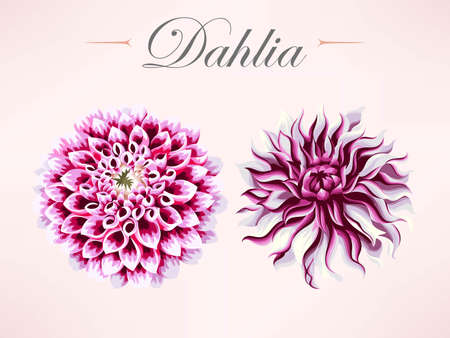Set of dahlia flowersのイラスト素材