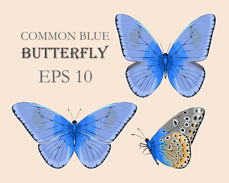 Collection of butterflies.のイラスト素材