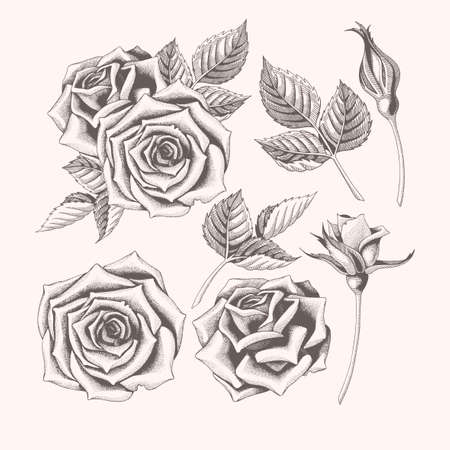High detailed vector illustration of hand drawn roses with leavesのイラスト素材