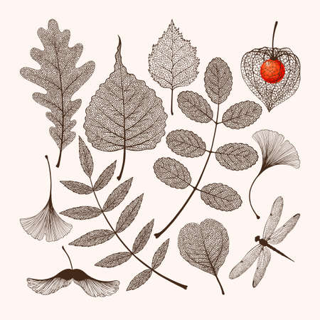 Big vector set of high detailed skeleton leaves on white backgroundのイラスト素材