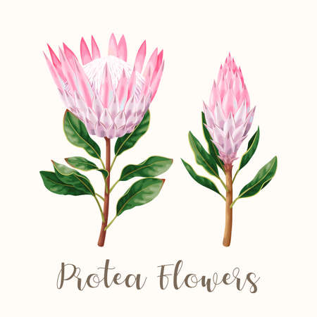 Vector illustration of high detailed pink protea flower and the budのイラスト素材