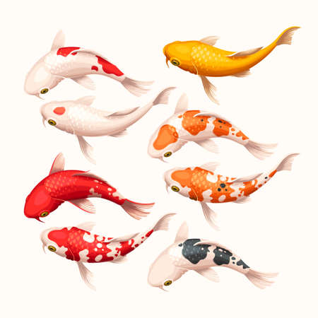 Vector set of high detailed koi fishのイラスト素材
