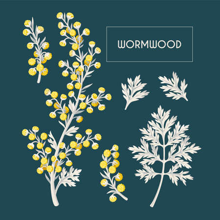 Big vector set of wormwood flowers and leavesのイラスト素材