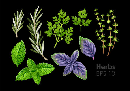 Big vector set of high detailed herbsのイラスト素材