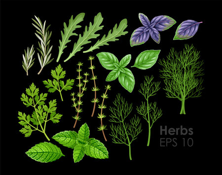 Big vector set of high detailed herbsのイラスト素材