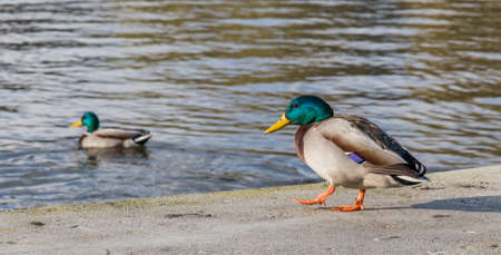 Mallard ducks near the lakeの写真素材