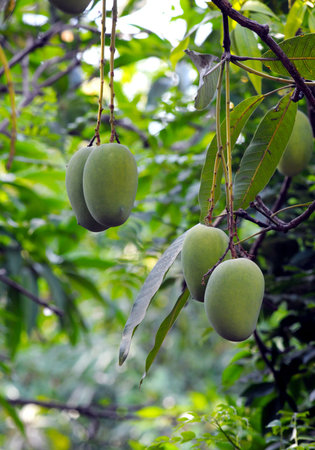 Green mangoes hanging from the branches of a tree