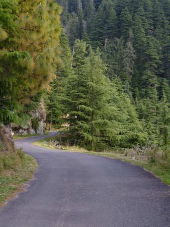 A winding road among the hills surrounded on either side by pine tree forests.
