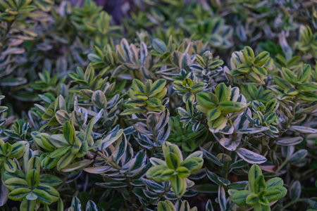 Close up of green plant in garden. Nature background and texture.