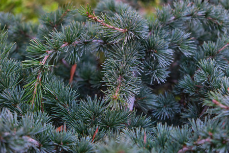 Branches of coniferous tree close-up. Nature background