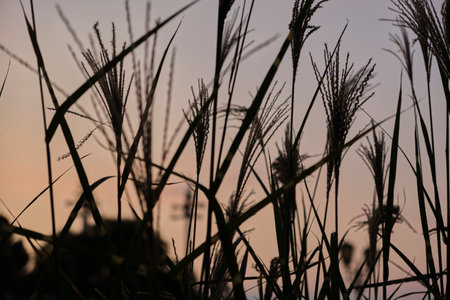 Silhouette of grass flower at sunset time, nature background.の写真素材