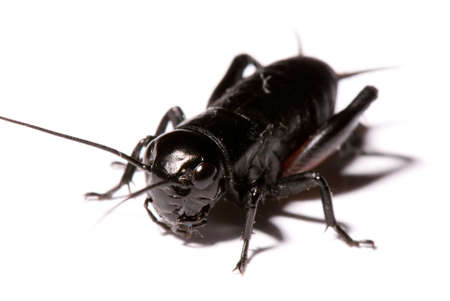 Male cricket macro close-up isolated on white backgroundの写真素材