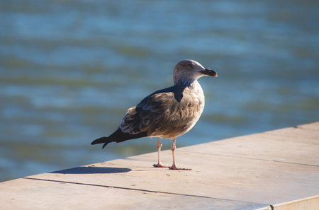 Seagull standing on a wooden pier by the sea, close-upの写真素材