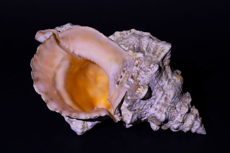 Seashell on a black background, close-up of photo