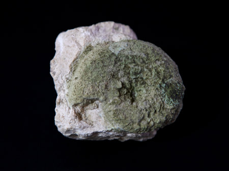 Ammonite fossil on black background, closeup of photo.の写真素材