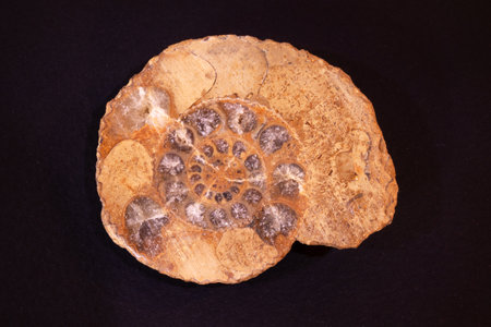 Fossil of ammonites on black background, closeup of photoの写真素材