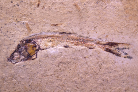 Ancient fossilized fish unearthed from the Cretaceous periodの写真素材