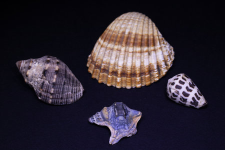 Seashells on a black background, closeup of photoの写真素材