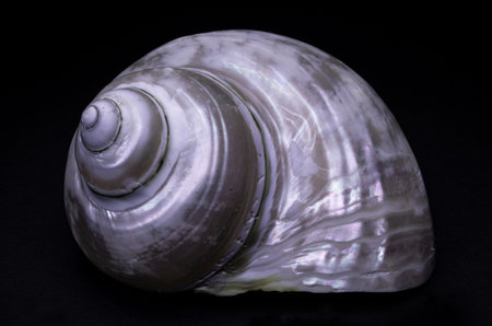Sea shell on a black background. Close-up, macro.の写真素材