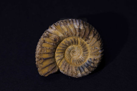 Ammonite fossil on a black background, closeup of photoの写真素材