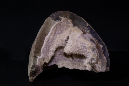 Fossil of a petrified tree on a black background.