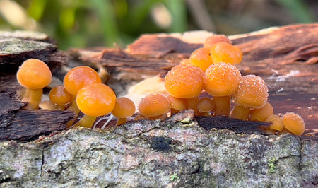 Enoki mushrooms, orange mushrooms growing on an old stump in the forest, close upの写真素材