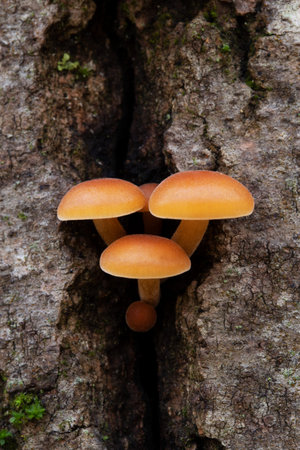 Enoki mushrooms, orange mushrooms growing on an old stump in the forest, close up