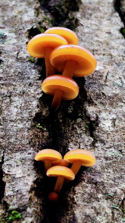 Flammulina velutipes mushrooms growing on a tree trunkの写真素材