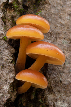 Enoki mushrooms. Flammulina velutipes mushrooms growing on a tree stumpの写真素材