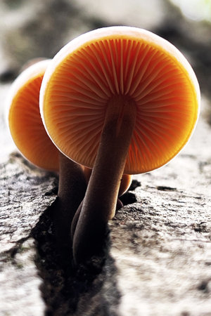 Flammulina velutipes mushrooms growing on a tree trunkの写真素材