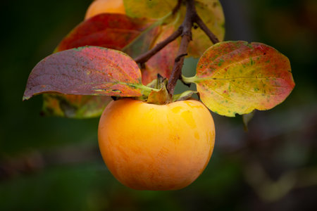 Ripe persimmon on a branch in the autumn garden.の写真素材