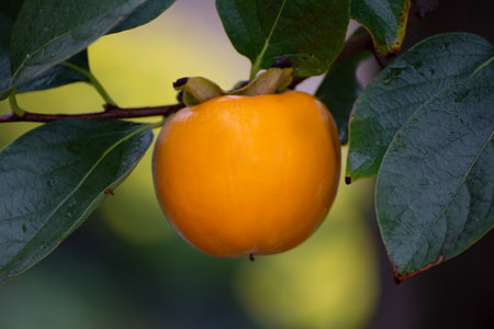 Ripe persimmon fruit on a branch in the garden.の写真素材