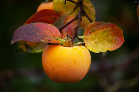 Ripe persimmon on the tree in the autumn garden.の写真素材