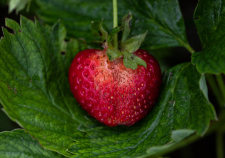 Strawberry in the garden on a green background. Close-up.の写真素材