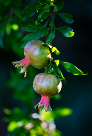 Pomegranate fruit on a tree branch with green leaves.の写真素材