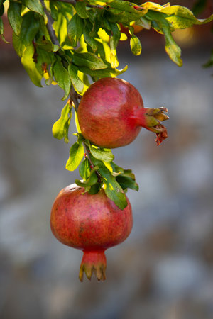 Pomegranate fruit on a tree branch in the garden.の写真素材