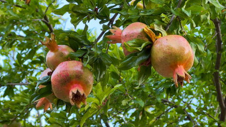Ripe pomegranate fruits on the tree in the gardenの写真素材