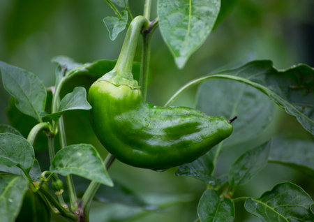 Green peppers growing in the garden. Shallow depth of field.の写真素材