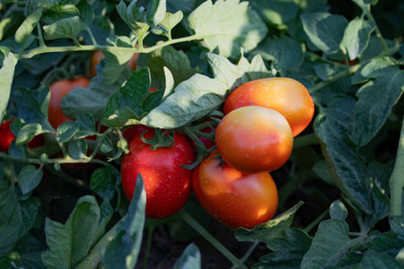 Ripe red tomatoes on a branch in the garden. Close-upの写真素材