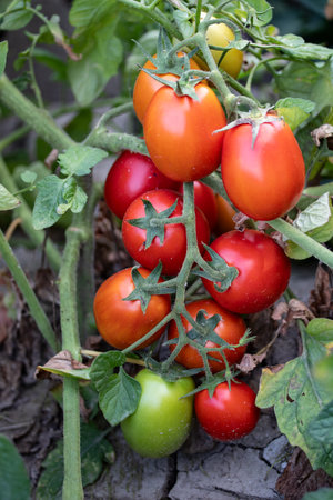 Ripe red tomatoes on a branch in the garden. Close-upの写真素材