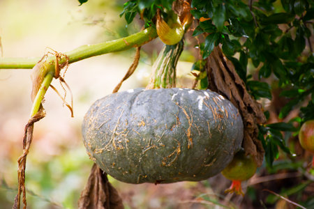 pumpkin on the tree in the garden, nature background.の素材