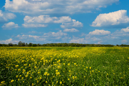 Field of yellow flowers on a background of blue sky with white cloudsの写真素材