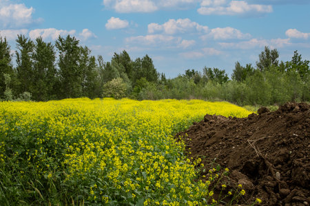 Rapeseed field in the springtime. Russia, Siberia.の写真素材