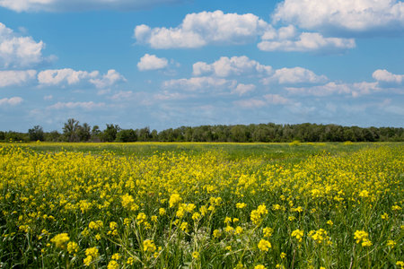 Beautiful spring field with yellow flowers and blue sky with clouds.の写真素材