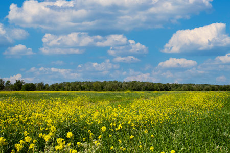 Field of yellow flowers, blue sky and white clouds in the backgroundの写真素材