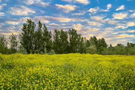 A field of yellow flowers against the background of the sky with cloudsの写真素材